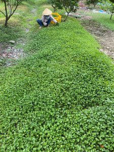 Đồng rau má tươi xanh